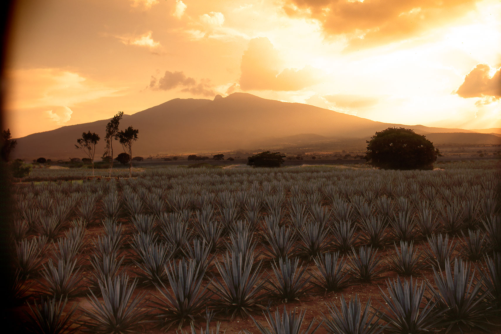 Agave_Field_under_Tequila_Volcano