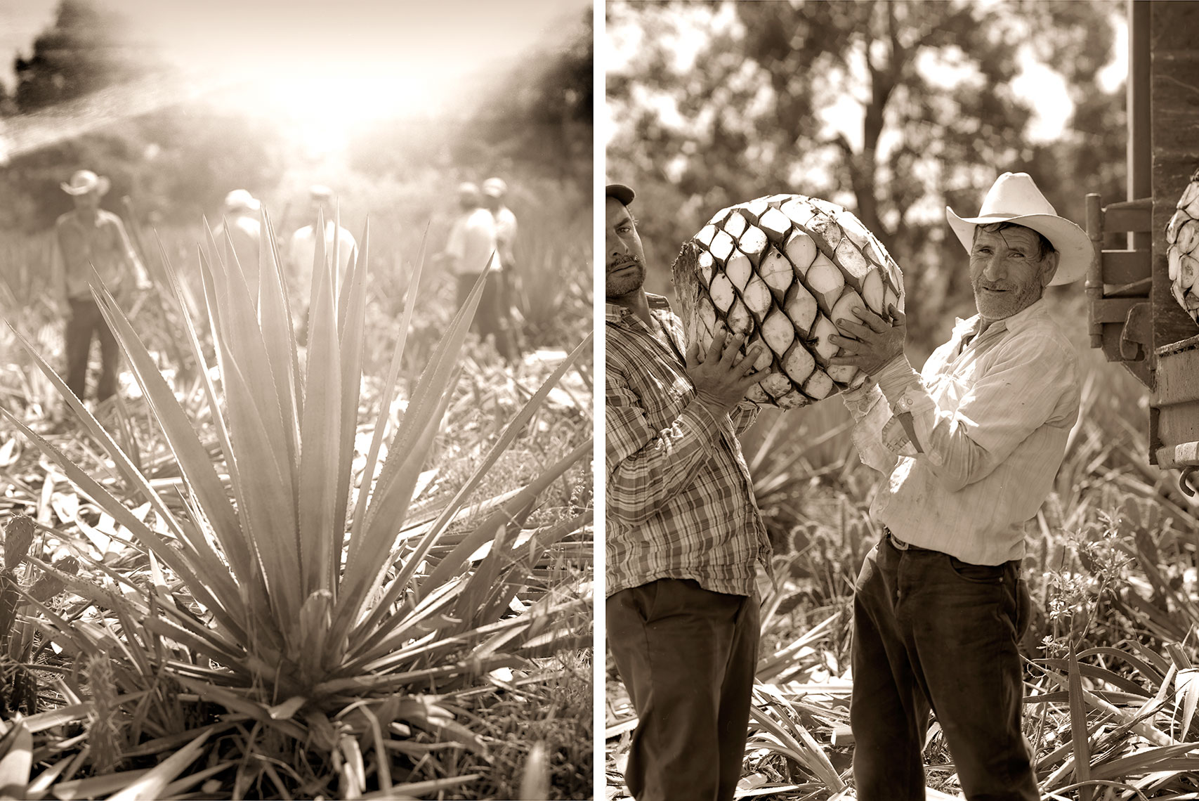 Agave_Field_Workers